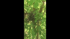 Baby birds sleeping in a nest