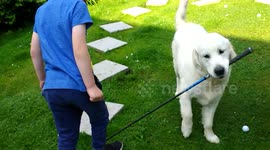 Harley the dog plays golf