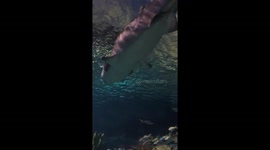 Fish swimming with shark