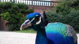 Attacked by a Peacock!