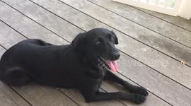 Dog wants to play in pool