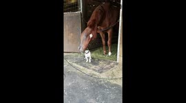 Horse and dog are best friends