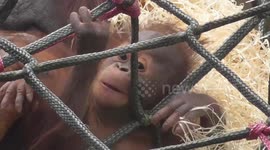 Orangutan family relaxes in the sun