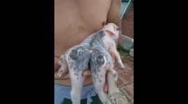 Piglet with six legs born in northern China