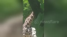 Newsflare Edit - Detroit Zoo giraffe picks his nose