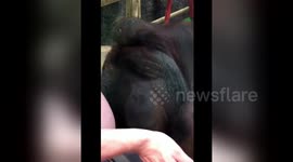 Newsflare Edit - Orangutan stroking pregnant woman through the glass - Colchester Zoo