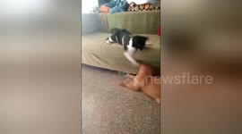 Angry cat beats up dog