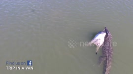 Monster crocodile eats cow it dragged off river bank