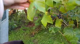 Labrador eats blackcurrants