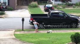 Lazy French bulldog doesn't want to go on her afternoon walk