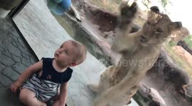Baby oblivious to lion trying to attack him at zoo