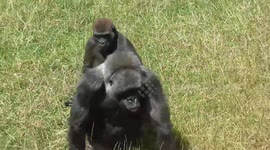 Hilarious Gorilla Drumming On Grandma's Head