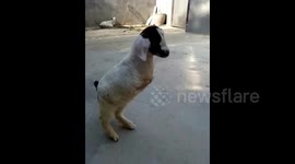 Goat born with only two legs