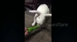 Chinese bunny can’t stop munching chili peppers