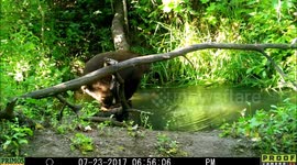 Bear drama pond 24July2017
