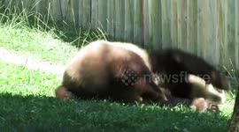 Giant Panda Xing Bao: Who needs a ball when I have a bowl!