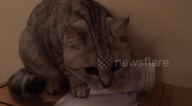 Cat ripping up letter from bank