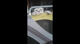 Stop theif, they are stealing my fluff