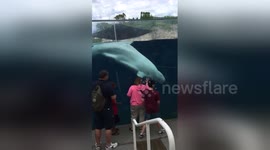 Beluga whale photobombs family
