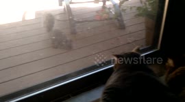 Squirrel 'trolls' cats through window