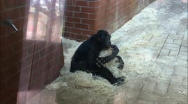 Sleepy bonobo really doesn't want to get out of bed