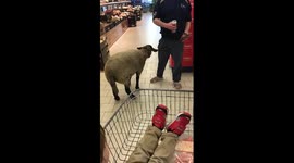Taking your sheep to the supermarket