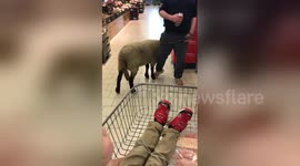 Man takes pet sheep into supermarket in Northern Ireland