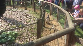 Adorable penguins follow zookeeper