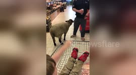 Man takes pet sheep into supermarket in Northern Ireland