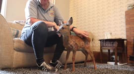 Orphaned baby deer raised in family's living room