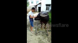 Water buffalo hitches itself to cart