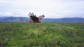 Drone captures mid-flight images of bird of prey