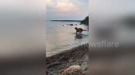 Overly excited dog 'swims' in the sea for the first time
