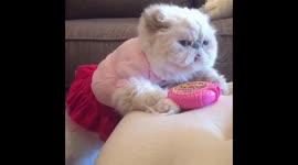 Bubble Gum Cat