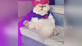 Newsflare Edit - Patriotic Cat
