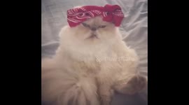 Gangster Cat