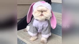 Newsflare Edit - Bunny Cat