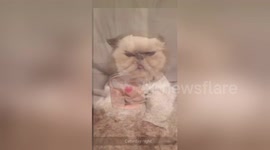 Newsflare Edit - Cat Dominates the Mannequin Challenge