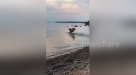 Overly excited dog 'swims' in the sea for the first time