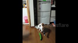 Cat vs cucumber