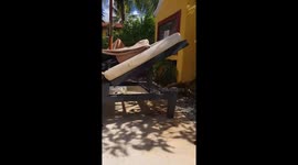 Iguanas take my banana and Coatis put on a show