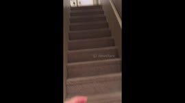 Adorable Puppy Crawling up the Stairs