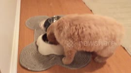 Feeding Time for Chunky Puppy!!!