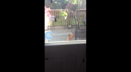 Goldendoodle Opens and Closes Door