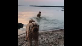 Dogs Swimming at Sunset