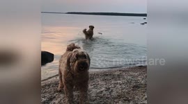 Newsflare Edit - Dogs Swimming at Sunset