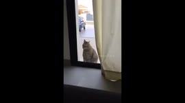 CAT OPENING A BEDROOM WINDOW