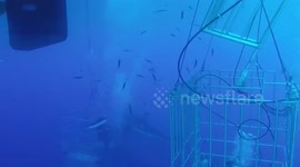 Terrifying moment great white breaks diving cage