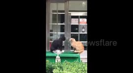 Cats fall into dustbin during fight