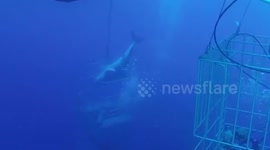 Terrifying moment great white breaks into diving cage